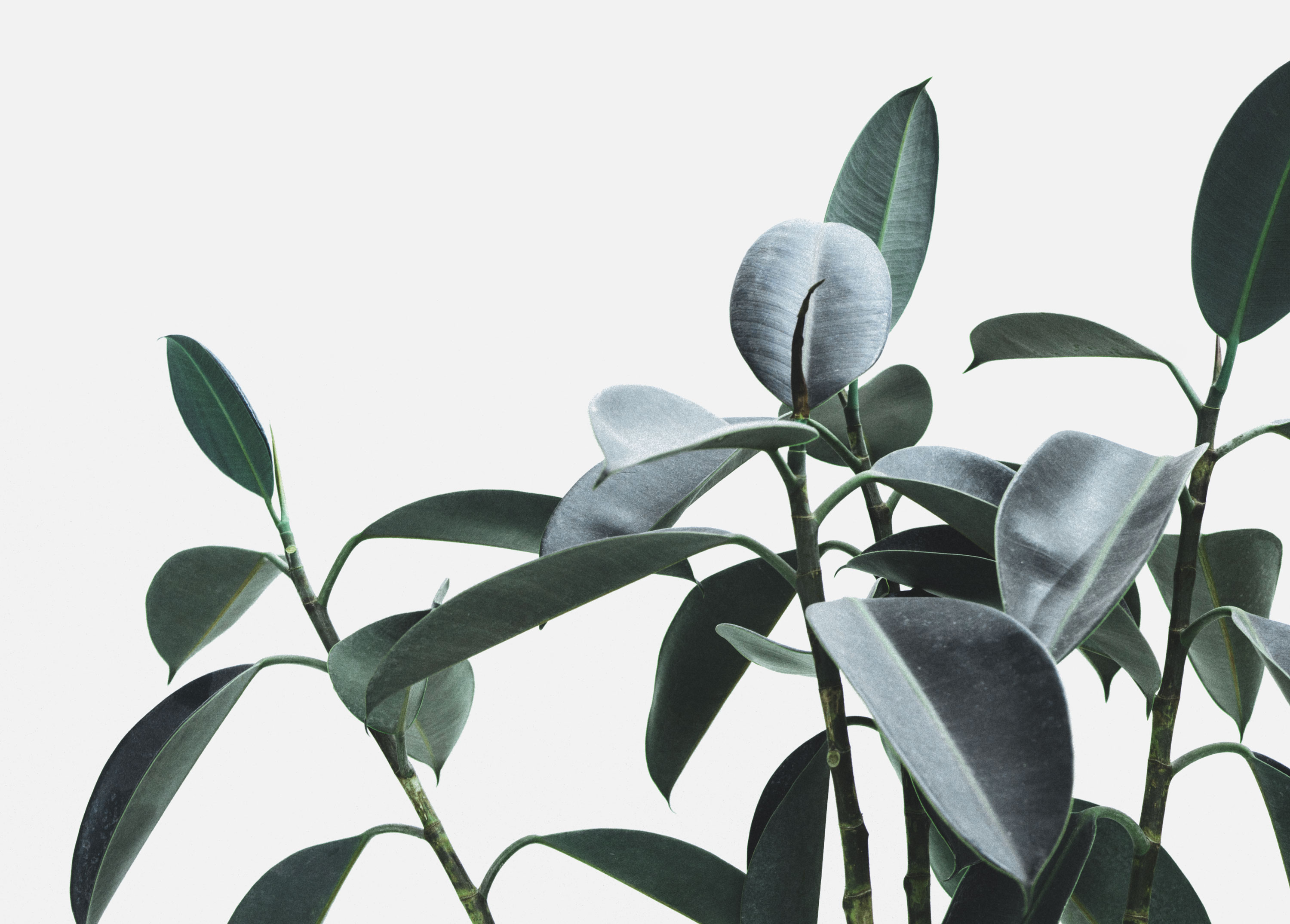 Fresh laurel (bay) leaves growing in Turkey
